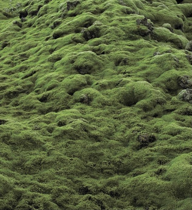 bumpy green moss in a field