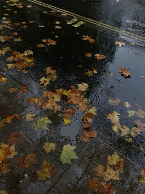 wet leaves on pavement